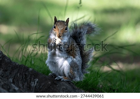 The Eastern Gray Squirrel (Sciurus carolinensis), known outside of the United States as the Grey Squirrel, is a species of tree squirrel in the genus Sciurus.