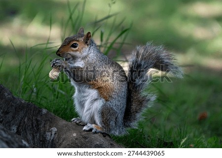The Eastern Gray Squirrel (Sciurus carolinensis), known outside of the United States as the Grey Squirrel, is a species of tree squirrel in the genus Sciurus.