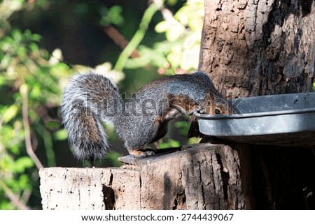 The Eastern Gray Squirrel (Sciurus carolinensis), known outside of the United States as the Grey Squirrel, is a species of tree squirrel in the genus Sciurus.