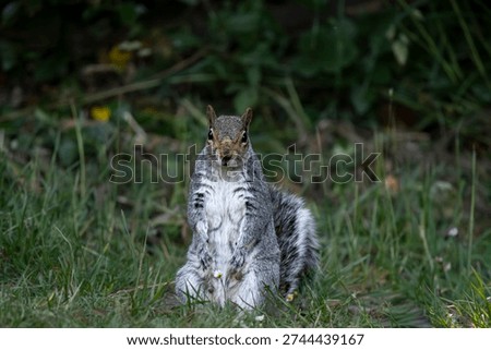 The Eastern Gray Squirrel (Sciurus carolinensis), known outside of the United States as the Grey Squirrel, is a species of tree squirrel in the genus Sciurus.