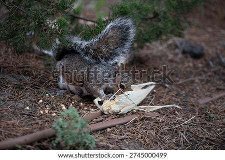 The Eastern Gray Squirrel (Sciurus carolinensis), known outside of the United States as the Grey Squirrel, is a species of tree squirrel in the genus Sciurus.