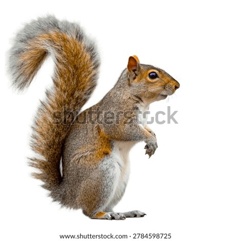 Eastern gray squirrel - Sciurus carolinensis in front of a white background.