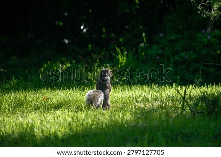 An Eastern gray squirrel (Sciurus carolinensis) on grass, watchful and alert, from slightly behind