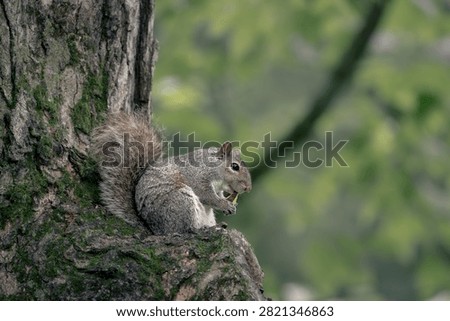 Eastern Gray Squirrel (Sciurus carolinensis) eating while sitting on a tree trunk in a natural woodland habitat.