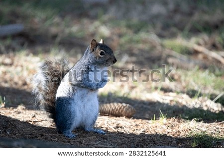 The Eastern Gray Squirrel (Sciurus carolinensis), known outside of the United States as the Grey Squirrel, is a species of tree squirrel in the genus Sciurus. It is a member of family Sciuridae in the rodent order of Rodentia.