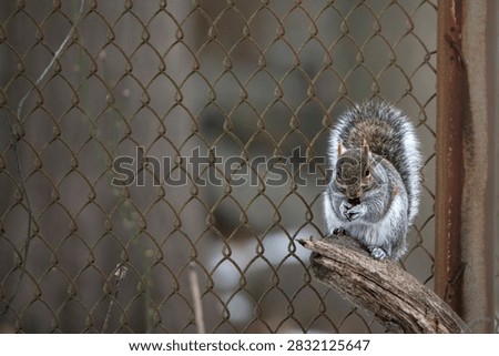 The Eastern Gray Squirrel (Sciurus carolinensis), known outside of the United States as the Grey Squirrel, is a species of tree squirrel in the genus Sciurus. It is a member of family Sciuridae in the rodent order of Rodentia.