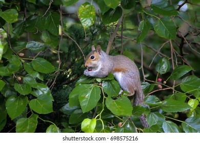 Eastern gray squirrel sitting in tree eating berries