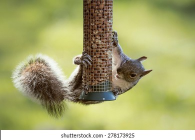 Eastern gray squirrel stealing nuts from a Northumberland garden peanut bird feeder
