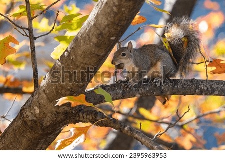 Eastern gray squirrel in a tree holding an acorn in it's mouth