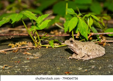 Eastern Gray Tree Frog