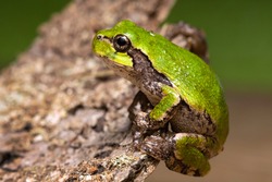 An Eastern Gray Treefrog Sitting On A Piece Of Bark