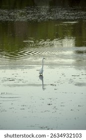 An eastern great egret (ardea alba modesta) standing in lake at sunset, Cobar, NSW