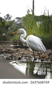 Eastern great egret (Ardea alba modesta)  looking for some food in the water