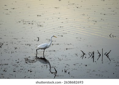 An eastern great egret (ardea alba modesta) wading through lake at sunset, Cobar, NSW