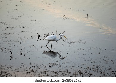 An eastern great egret (ardea alba modesta) wading through lake at sunset, Cobar, NSW
