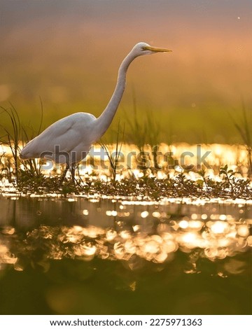 Eastern Great Egret.
The eastern great egret (Ardea alba modesta), a white heron in the genus Ardea, is usually considered a subspecies of the great egret (A. alba).