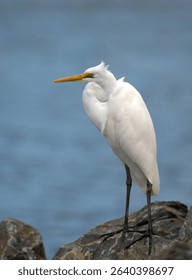 The Eastern Great Egret (Ardea modesta) is a common bird in Australia, They are a large, all-white heron with a yellow bill, long neck, and black legs. Portrait image perching on a rock.