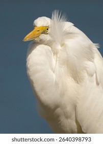 The Eastern Great Egret (Ardea modesta) is a common bird in Australia, They are a large, all-white heron with a yellow bill, long neck, and black legs. 