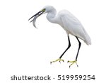 Eastern Great Egret Eating Fish In Mount - isolated 