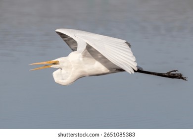 Eastern Great Egret Flying Low Over Water (Ardea alba modesta)