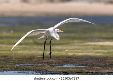 Eastern Great Egret Landing with Wings Spread Wide (Ardea alba modesta)