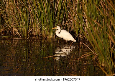 An Eastern Great Egret looking for fish at sunset (reflected in the water).