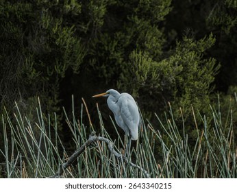 Eastern Great Egret Passively Perched On Log