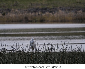 Eastern Great Egret Perched On Log Before Lake