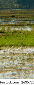 The eastern great egret is a species of stork in the genus Ardea, usually considered a subspecies of the great egret. In New Zealand it is known as the white stork or by the Māori name kōtuku.