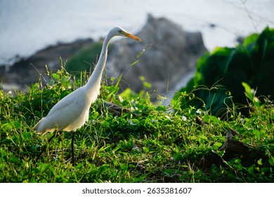Eastern great egret standing with sea background in Phuket,Thailand