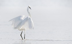 Eastern Great Egret Standing In The Water- High Key. Scientific Name Ardea Alba  Modesta