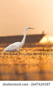 Eastern Great Egret walking On water in search for food at golden hour