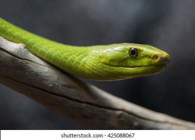 Eastern Green Mamba