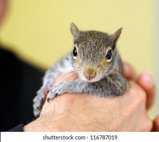 Eastern grey baby squirrel. Orphaned squirrel that was raised by humans and released back into the wild.