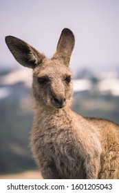eastern grey kangaroo.. austrailia cute 