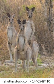 Eastern Grey Kangaroo in Australia