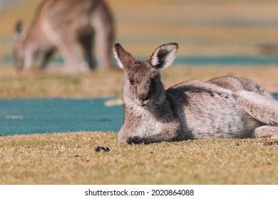 Eastern grey Kangaroo at a caravan park