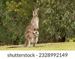 Eastern grey kangaroo with joey in a parkland in the Gold Coast, Australia.