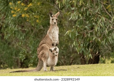 Eastern grey kangaroo with joey in a parkland in the Gold Coast, Australia.