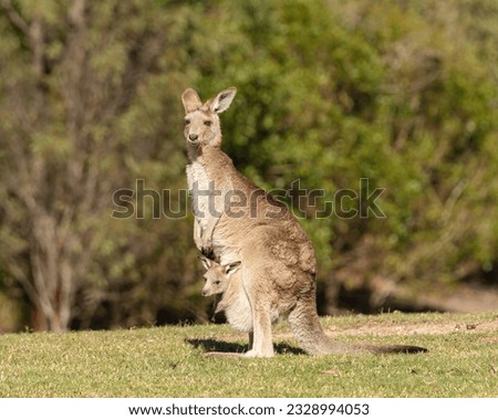 Eastern grey kangaroo with jory in her pouch with a blured background.