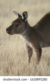 Eastern Grey Kangaroo Low Left Side Profile