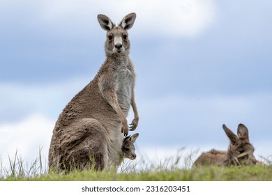 An eastern grey kangaroo (Macropus giganteus) with a baby in a pouch