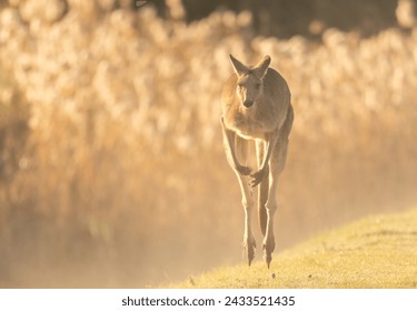 The eastern grey kangaroo (Macropus giganteus) is hopping along on a sunlite foggey morning at the Gold Coast, Australia. A marsupial found in eastern third of Australia, 