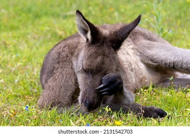 Eastern Grey Kangaroo Scratching Nose