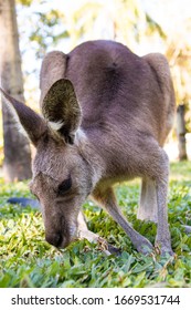 Eastern Grey Kangaroo At Wildlife Habitat Port Douglas 