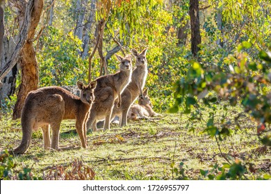 Eastern Grey Kangaroos at Mt Mugga Mugga Nature Reserve, ACT, Australia on an autumn morning in April 2020