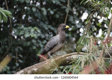 Eastern Grey Plantain Eater standing on a branch in Uganda
					