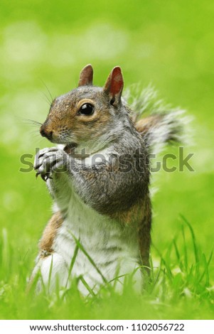 Similar – Image, Stock Photo grey squirrel in the park