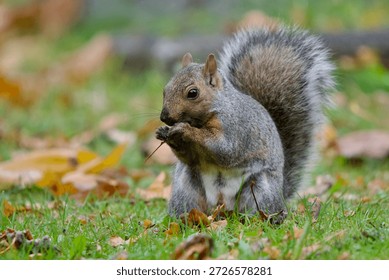 Eastern grey squirrel eats a maple seed while sitting in a cemetery, Ross Bay Cemetery, Victoria, British Columbia