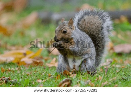 Eastern grey squirrel eats a maple seed while sitting in a cemetery, Ross Bay Cemetery, Victoria, British Columbia